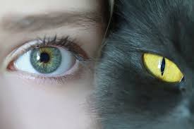Why Can We Sense When People Are Looking At Us Culture Art Cool Eyes Feline