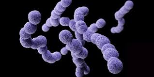 Image result for Group B Streptococcus Prophylaxis