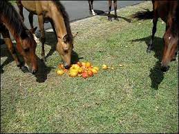 Feeding Wild Horses Can Cost Them Their Freedom Straight From The Horse S Heart
