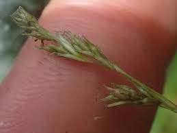 Image result for Carex leptosaccus