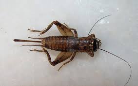 House crickets can damage silk, woolens, paper, fruits and vegetables. How Crickets In Your Phoenix Home Can Be A Bigger Problem Than You Think