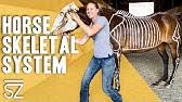 Science quiz / horse skeletal anatomy random science or anatomy quiz can you pick the horse skeletal anatomy? The Horse S Skeleton Overview Youtube
