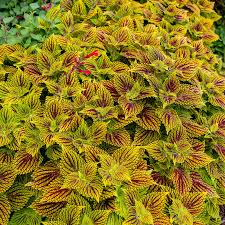 Image result for Coleus buchananii
