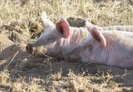 Image result for pig