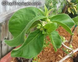 Image result for Vangueria