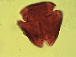 Image result for Maranthes