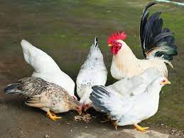 Maybe you would like to learn more about one of these? Raising Bantam Chickens In Your Backyard Favorite Breeds
