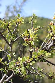 Image result for Rhamnus staddo