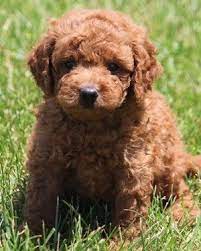 Miniature Goldendoodle Mini Goldendoodle Puppies Goldendoodle Puppy Mini Goldendoodle