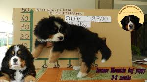 Bernese mountain dog puppies, originated from switzerland is mainly bred for herding cattle and pulling carts. Bernese Mountain Dog Puppy From 0 To 2 Months This Is Whisky Week By Week Youtube