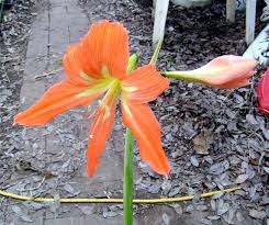 Check spelling or type a new query. Favorite Orange Flowered Bulbs Pacific Bulb Society