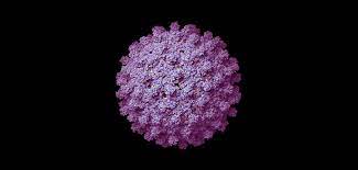 Orthohepadnavirus species hepatitis b virus. Hepatitis B Progression Hep