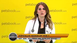 Kopekler Neden Ot Yer Youtube