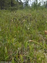 Image result for Carex johnstonii