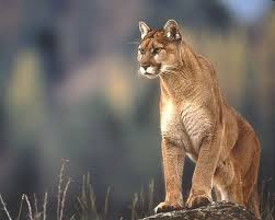 Windows 98 Or Win98 Plus Wallpapers Os Customization Tips And Spirit Animal Totem Animal Totem Spirit Guides Animal Spirit Guides