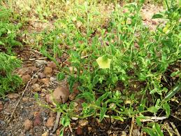 Image result for Physalis viscosa