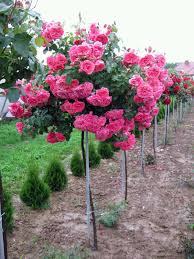 Check spelling or type a new query. 39 Roses Trees Ideas Plants Rose Rose Trees