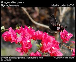 Image result for Nyctaginaceae