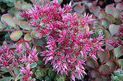 Image result for Sedum glomerifolium