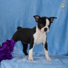 Puppies may leave us around week 8th, at that time they're used using a litter tray. Boston Terrier Puppies Craigslist Pets Lovers