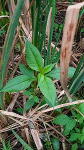 Image result for Bidens grandis