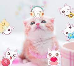Choose from a curated selection of pink wallpapers for your mobile and desktop screens. Pink Cat Cute Kitty Theme For Android Apk Download