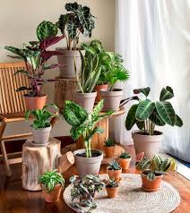 Maybe you would like to learn more about one of these? How To Fertilize Indoor Plants A Simple Guide Smart Garden Guide