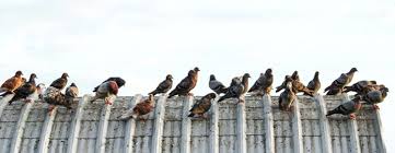 Malheureusement, ces espèces d'oiseaux ont une durée les insectes présents dans les plumes de l'oiseau peuvent aussi se transmettre à l'homme. Anti Pigeons Anti Goelands Anti Oiseaux