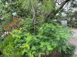 Image result for Fuerstia angustifolia