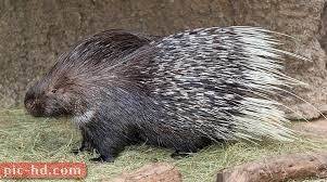 صور النيص معلومات عن النيص وفوائده porcupine animals dogs