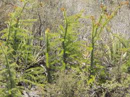 Image result for Digitaria fuscopilosa