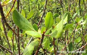 Image result for Ceriops