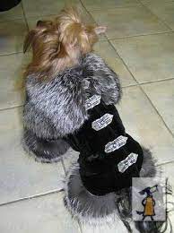 odezhda dlya sobak google search dog clothes dog clothes diy cheap dog clothes