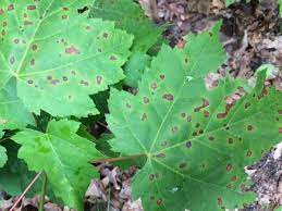 Leaf Spot Disease Of Trees And Shrubs