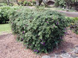 Image result for Thunbergia erecta