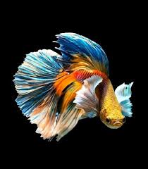 Masyarakat ilmiah mencatat lebih dari 73 spesies ikan cupang yang ada di bumi ini. Ikan Cupang Ikan Cupang Ikan Ikan Akuarium