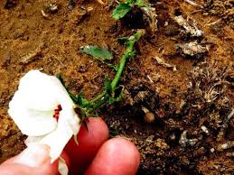 Image result for Hibiscus pusillus