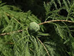 Image result for Taxodium