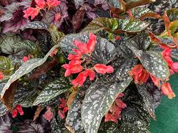 Image result for Begonia gentilii
