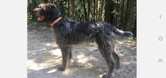 If you do not find the wirehaired pointing griffon puppy for sale that you are looking for then place your request within our wirehaired pointing griffon dogs doing so will enable registered wirehaired pointing griffon dog breeders to quickly scan through your requests, and at the same time we ensure. Wirehaired Pointing Griffon Hun Hill Kennel Home Facebook