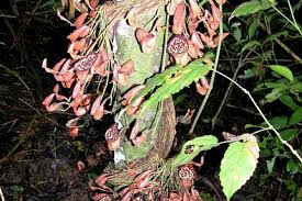 Image result for Aristolochia promissa