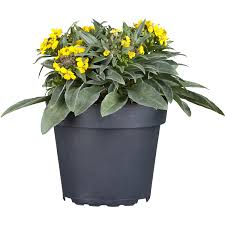 Maybe you would like to learn more about one of these? Obi Goldlack Gelb Topf O Ca 13 Cm Erysimum Kaufen Bei Obi