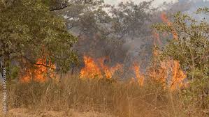 Image result for tbn:XVFRz-6Maj2JLM::www.jolmag.co.za/wildfire/images/Logos/vuvuzela_header.jpg