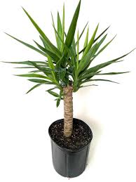 Image result for Yucca gigantea