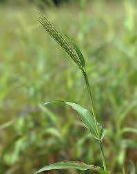 Image result for Rhytachne