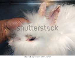 Image result for scabies rabbits ears