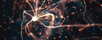 Most cells are 20 micrometers in What Do New Neurons In The Brains Of Adults Actually Do The Scientist Magazine