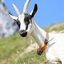 Alpine goat from backyardgoats.iamcountryside.com