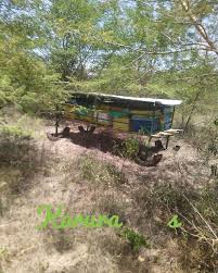 Image result for Terminalia kilimandscharica