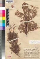 Image result for Caesalpinia rubra